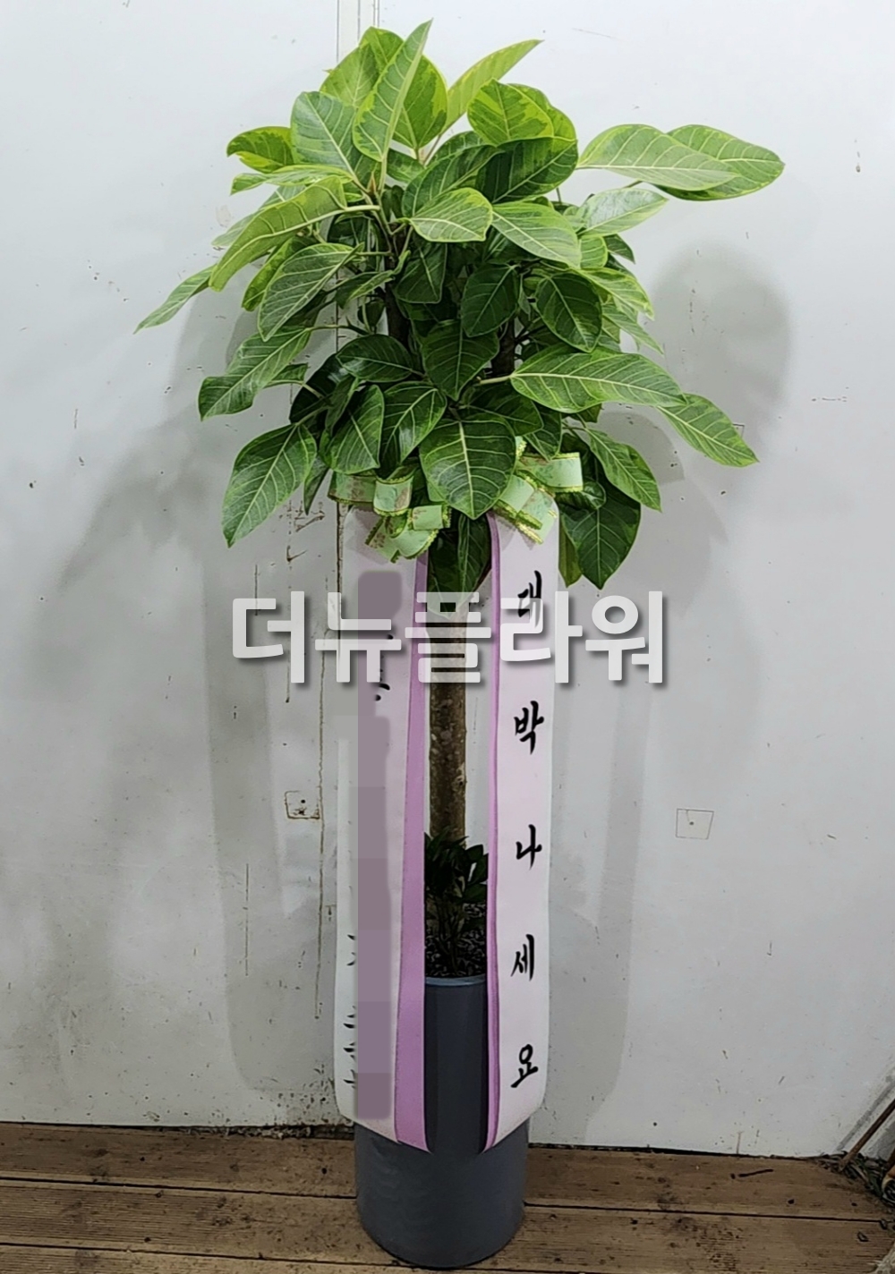금전수 개업 대형화분