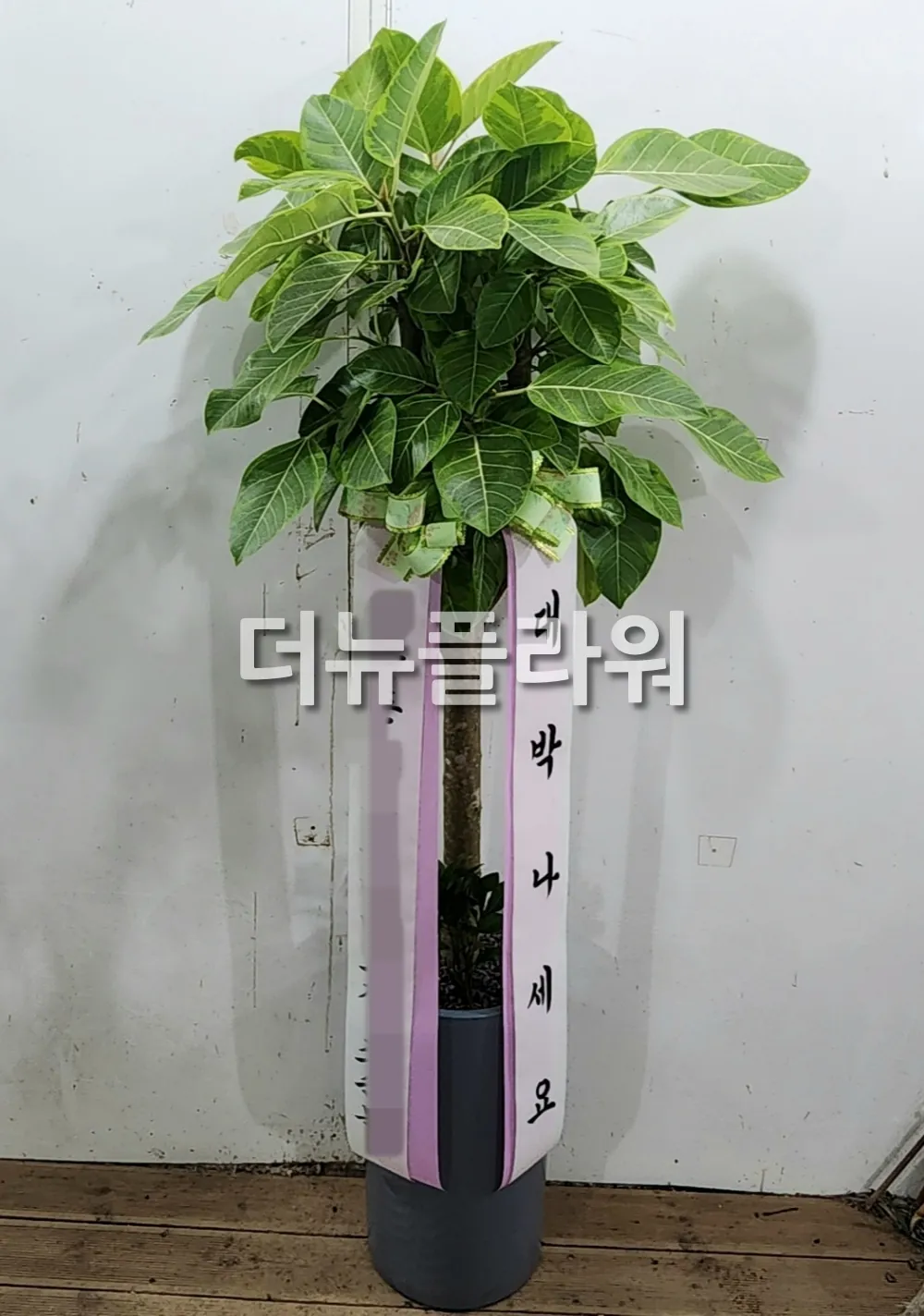화환 또는 화분 상품 사진 2