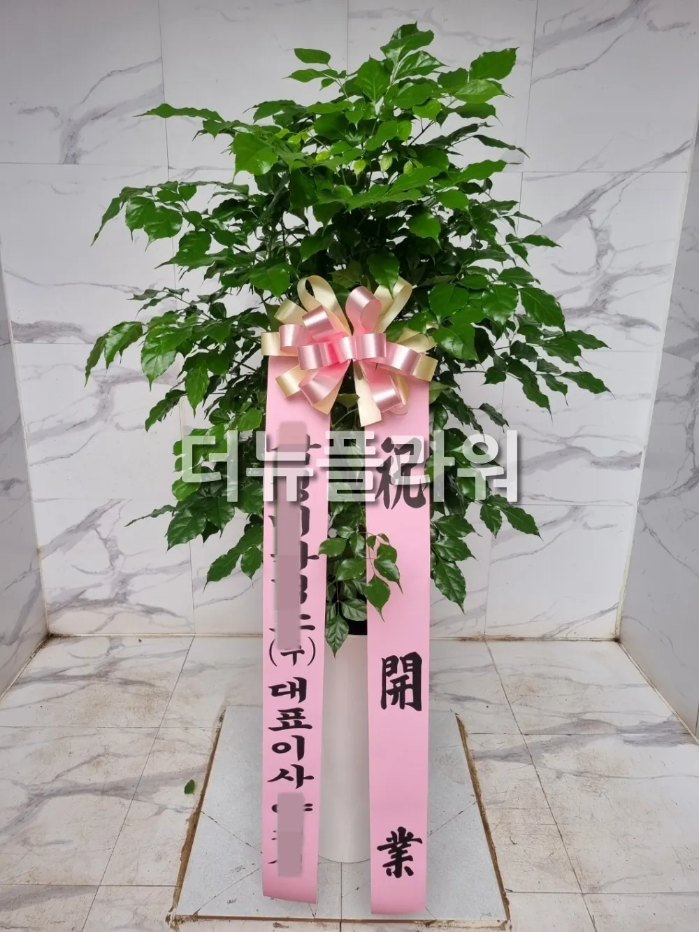 녹보수 (대박나무) 화분 실제 상품 사진