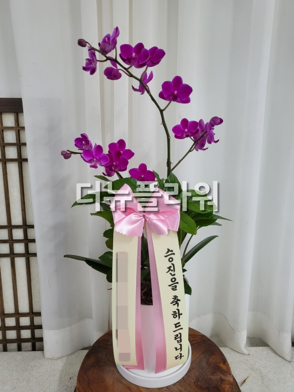 호접란 서양란 선물