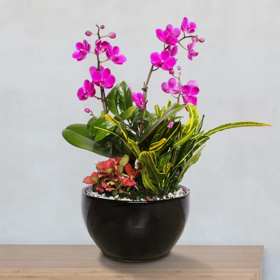 호접란 (만천홍) 상품 사진